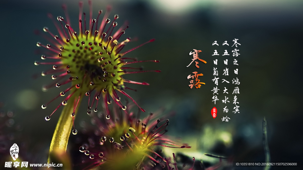 寒露节气