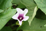 山芋花