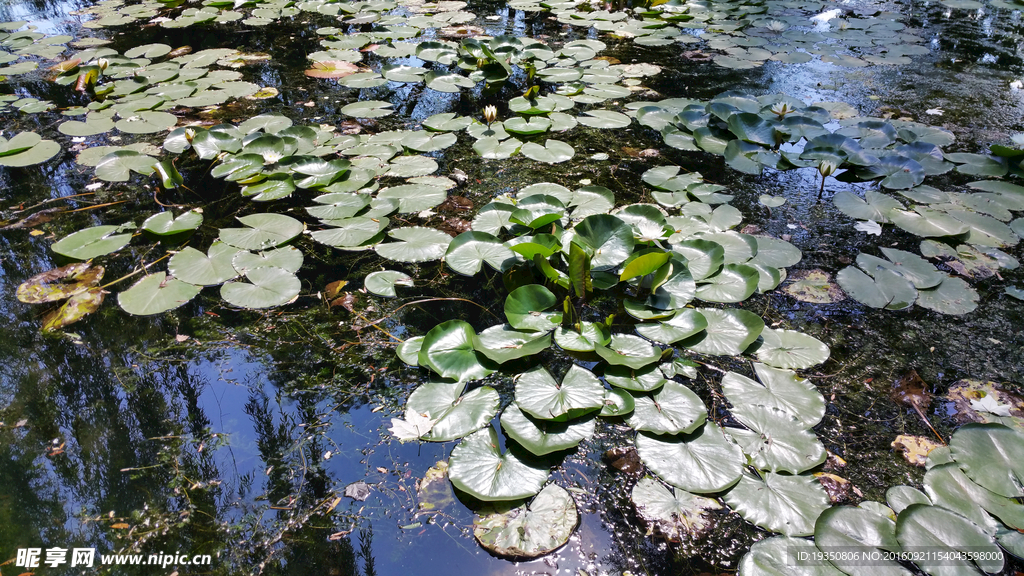 水面的睡莲
