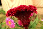 鲜花