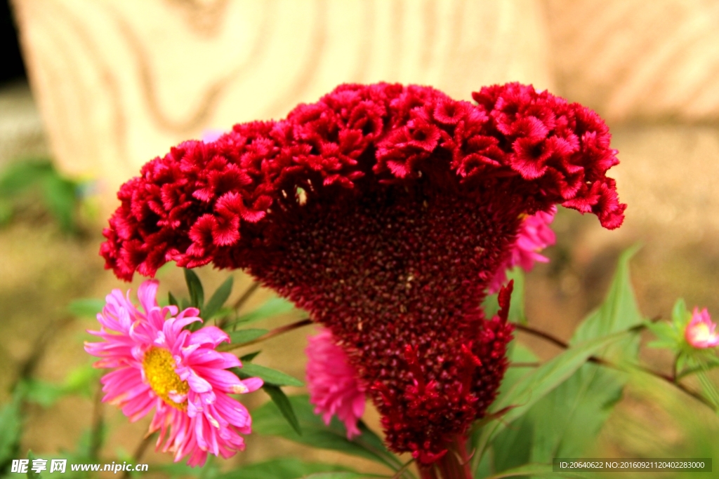 鲜花