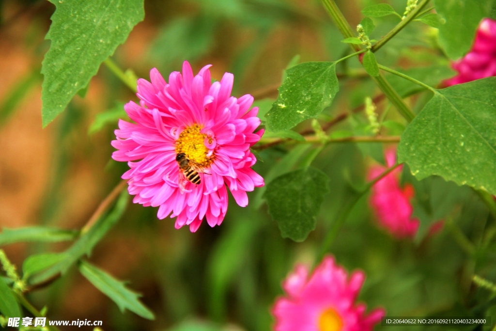 鲜花