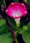 鲜花