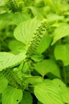 绿色植物