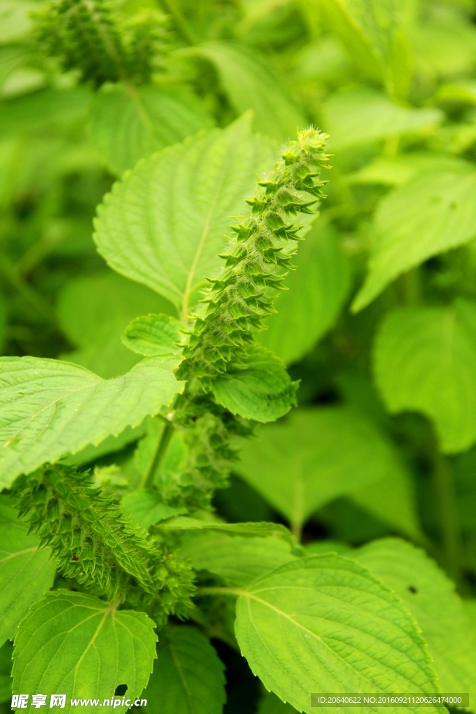 绿色植物