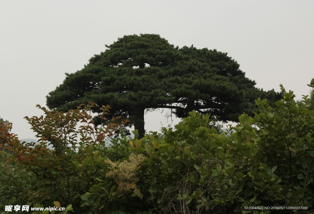 松树