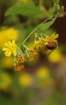 蜂花恋