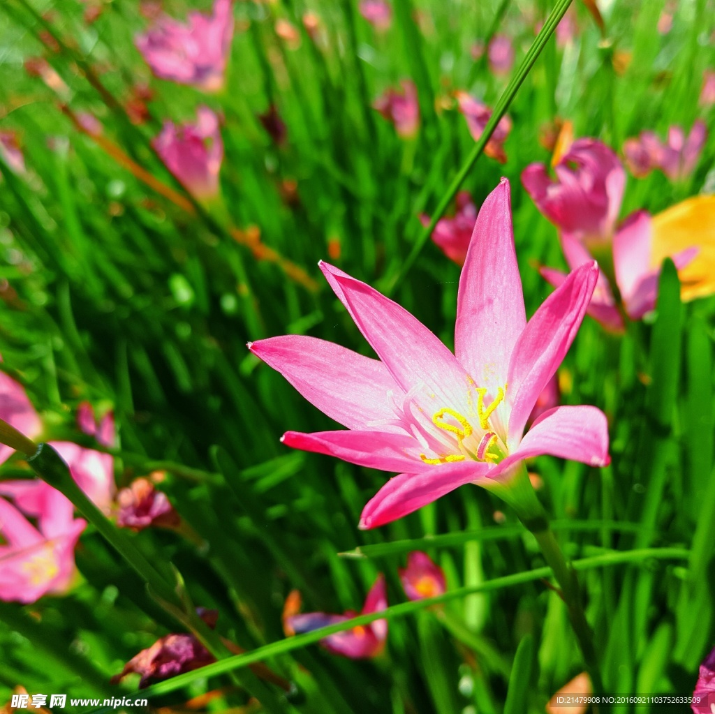 水仙花