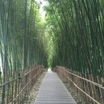 竹林小路