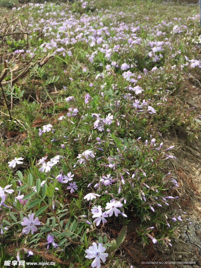 花海