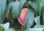毛桃