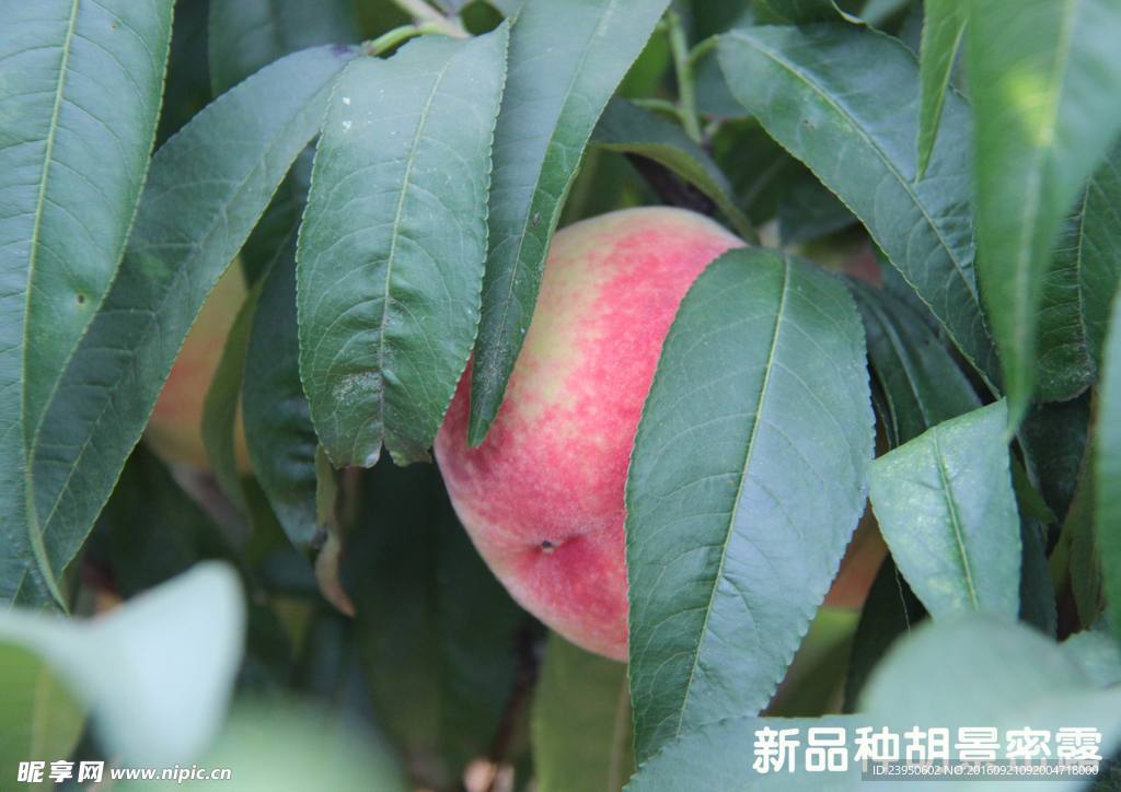 毛桃