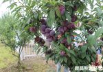 李子树