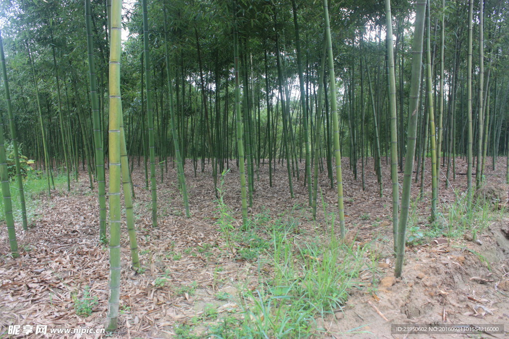 竹林