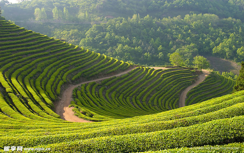 茶园