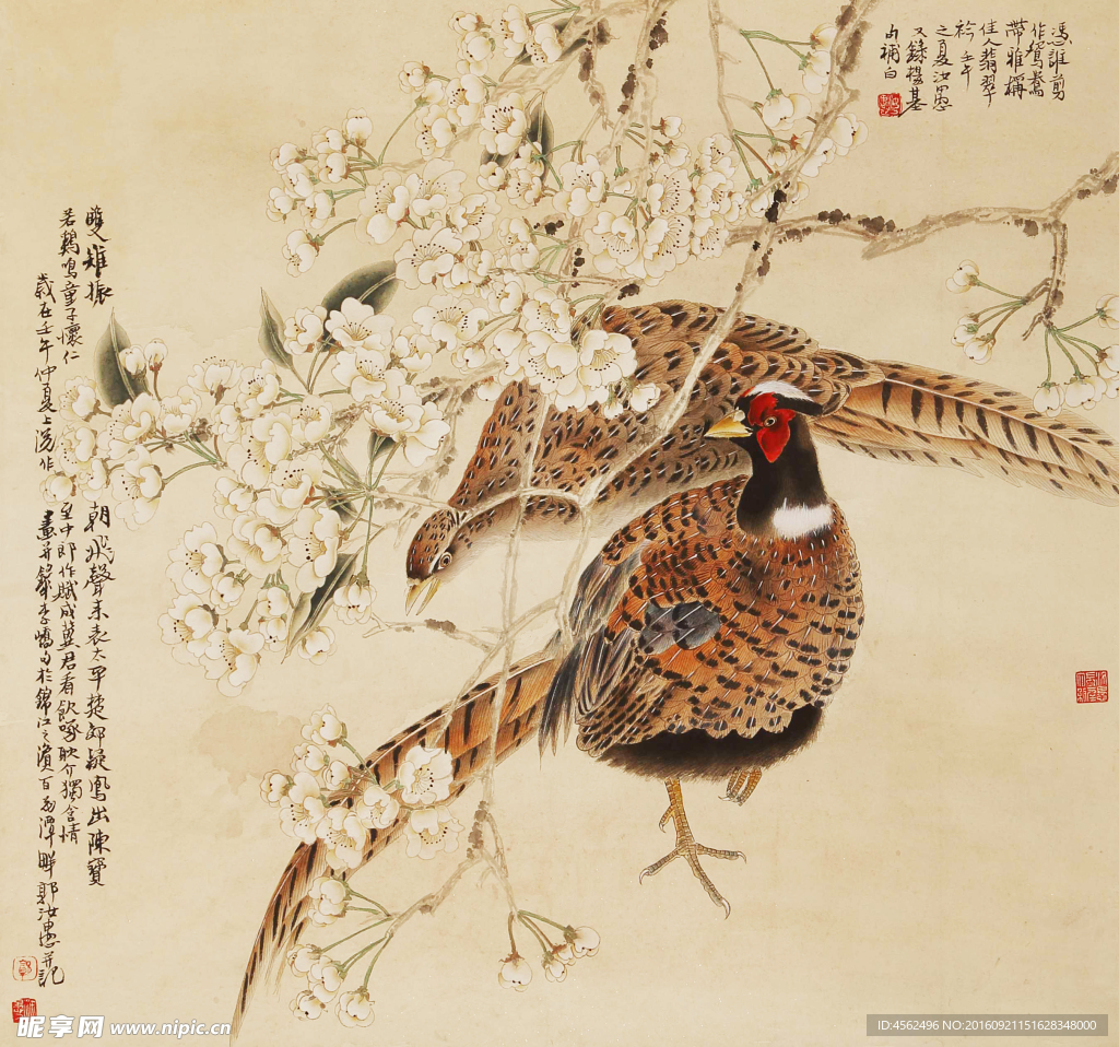野鸡