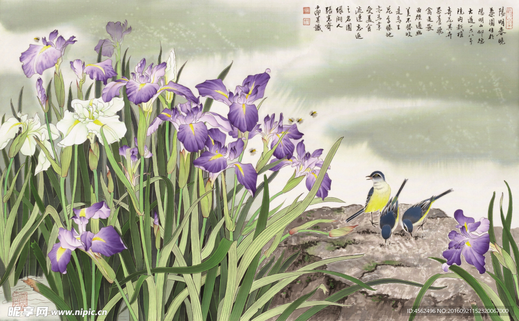 鸢尾花
