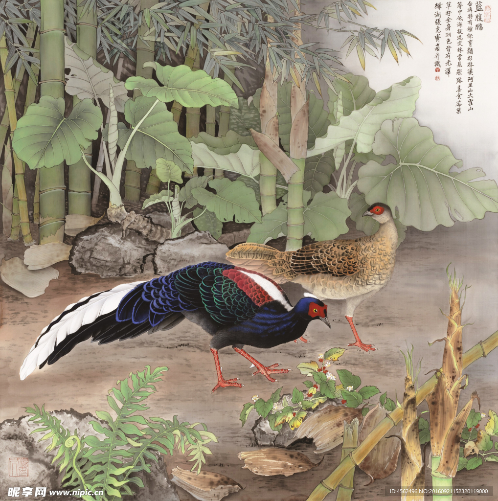 野鸡