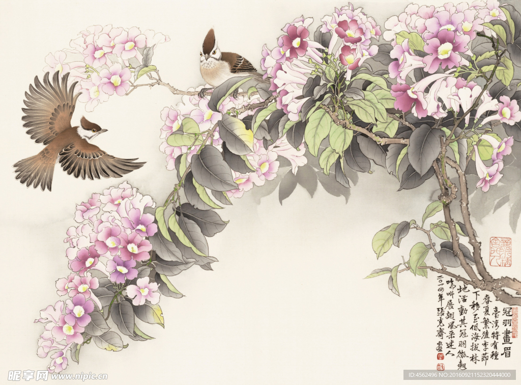 芙蓉小鸟