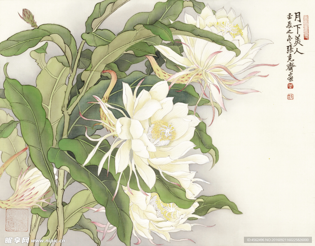 芙蓉
