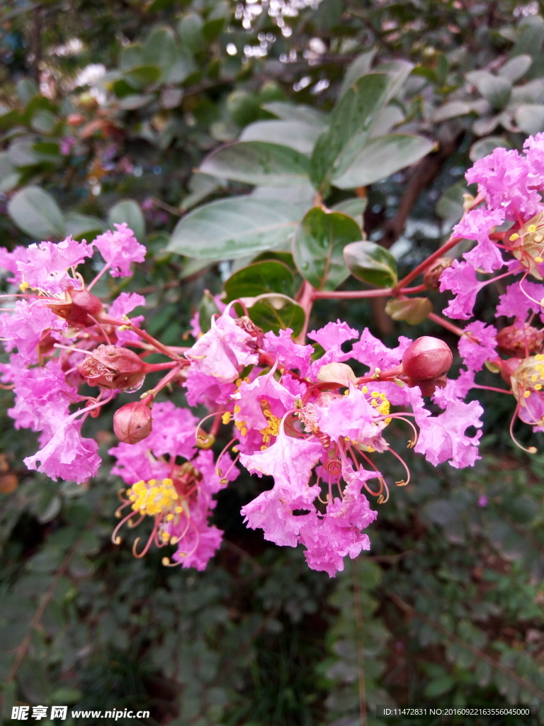 紫薇花