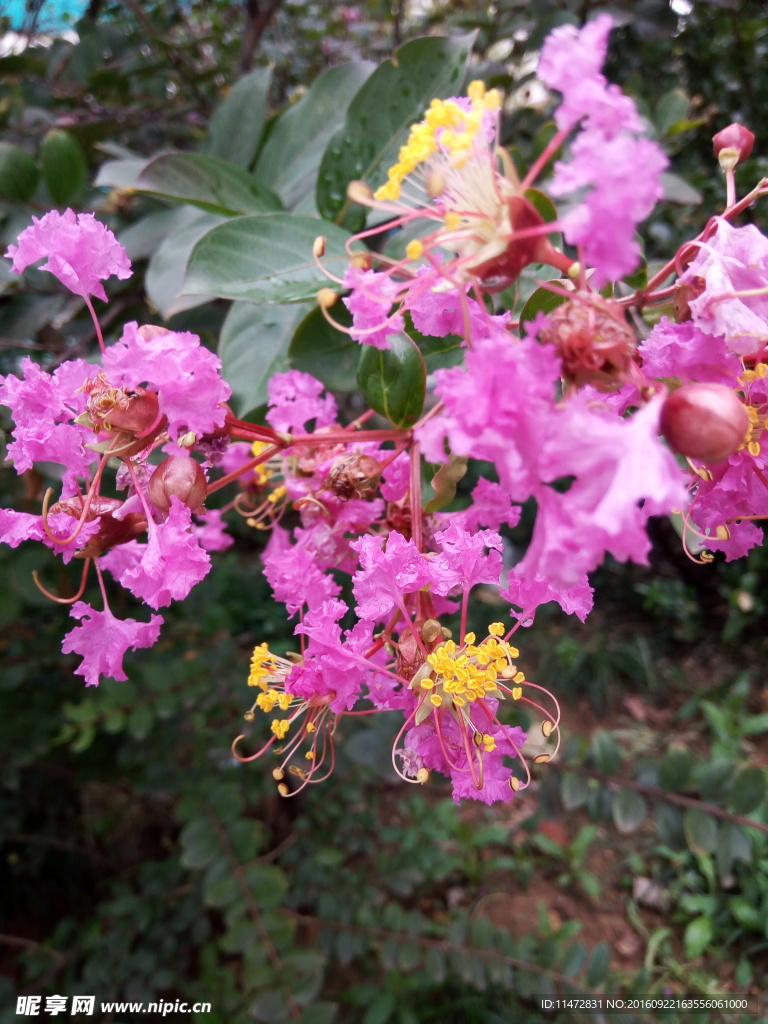 紫薇花