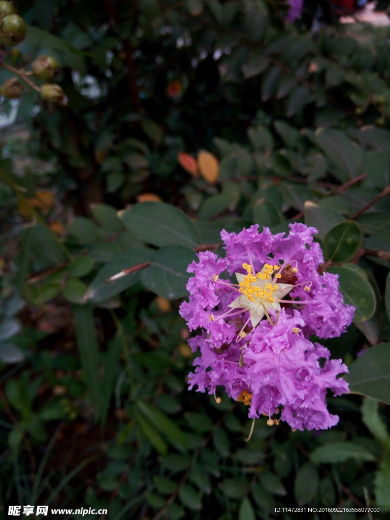紫薇花