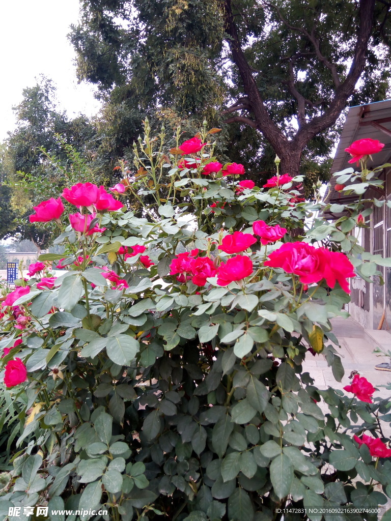 月季花