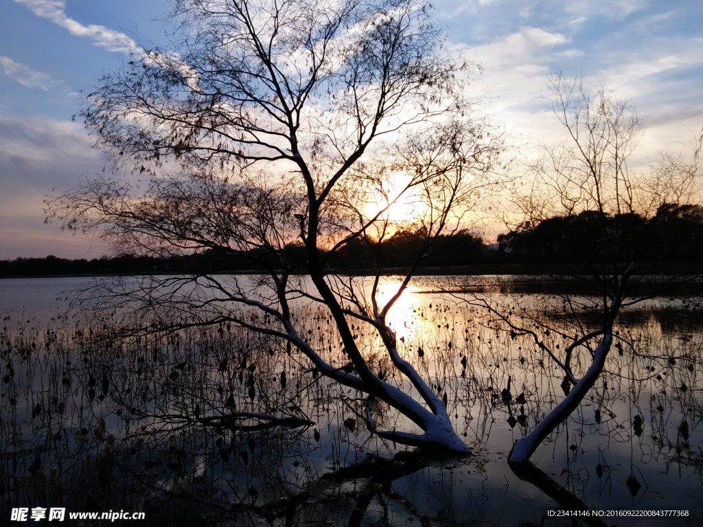 夕阳下的枯树