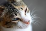 忧郁的猫