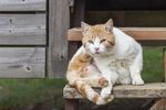 忧郁的猫
