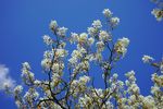 白花