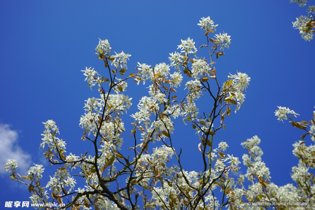 白花