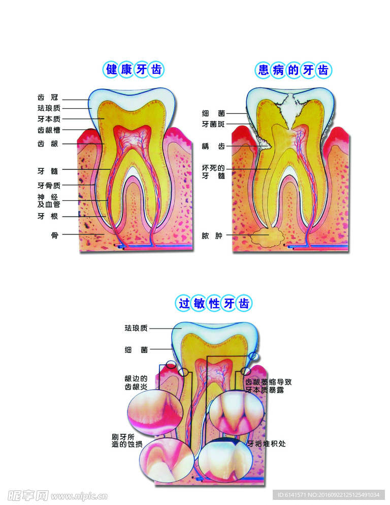 牙齿