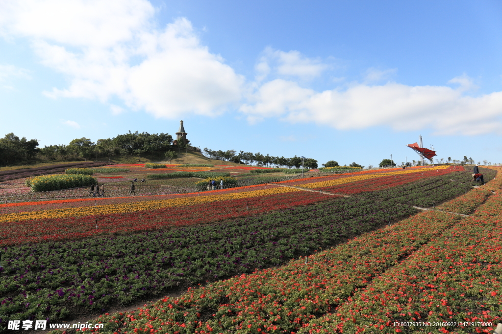 茶溪谷四季花田