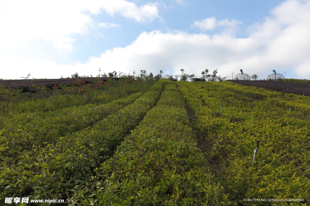 茶溪谷风景