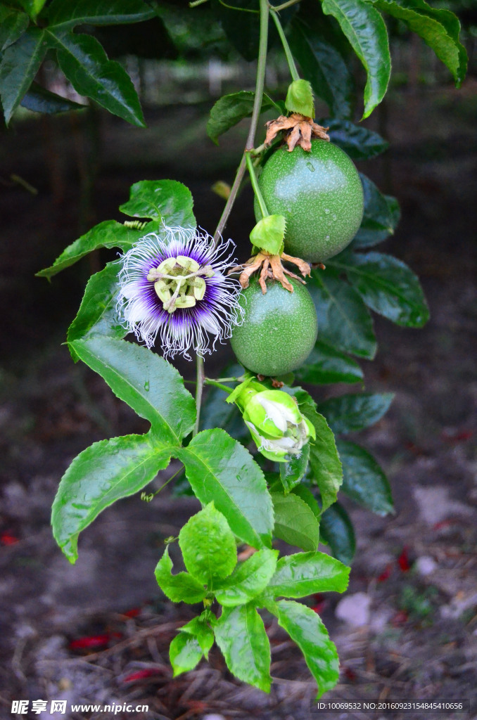 百香花果