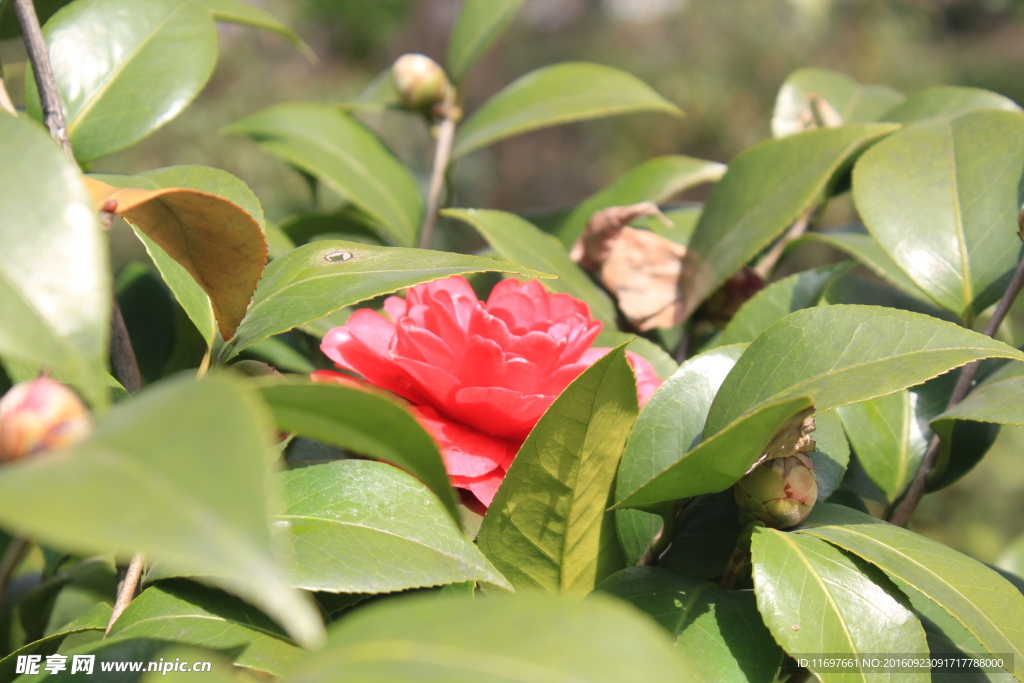 茶花