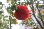 茶花