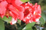 茶花