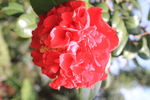 山茶花