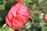 山茶花