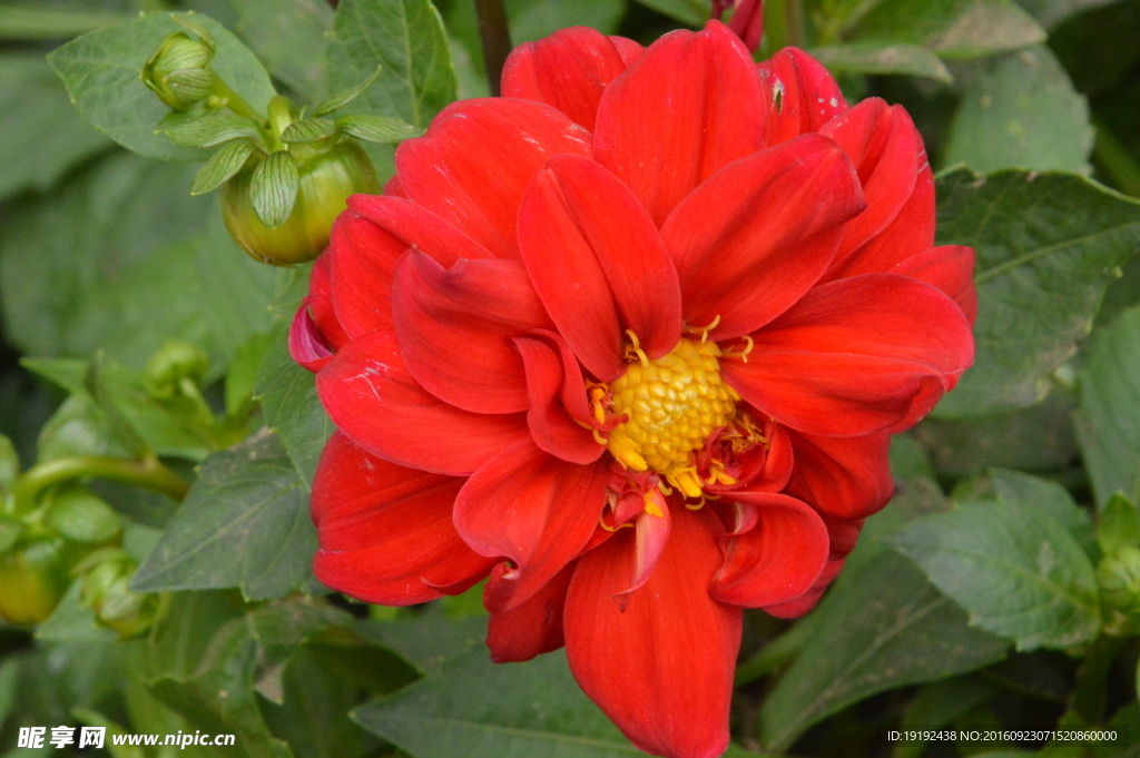 小丽花