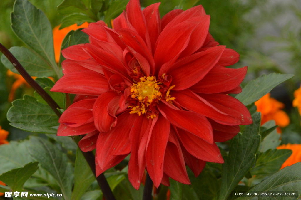 小丽花