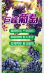 巨峰葡萄
