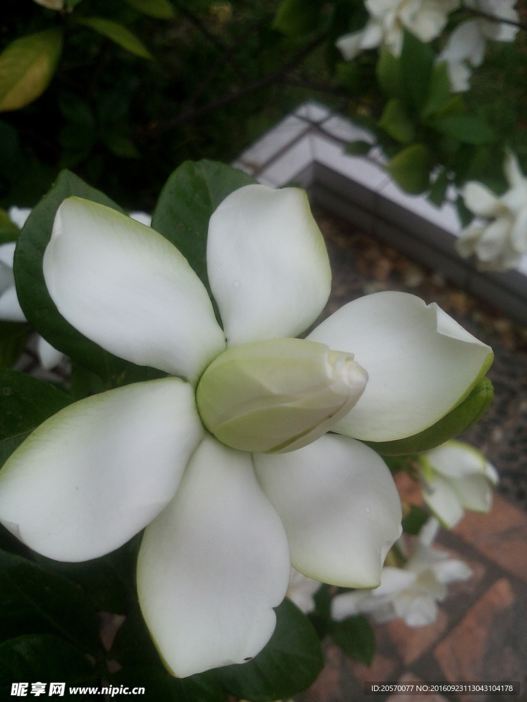 栀子花