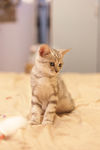 猫咪