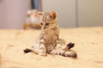 猫咪
