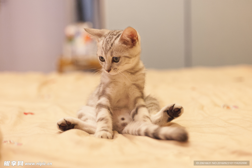 猫咪