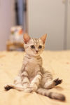 猫咪
